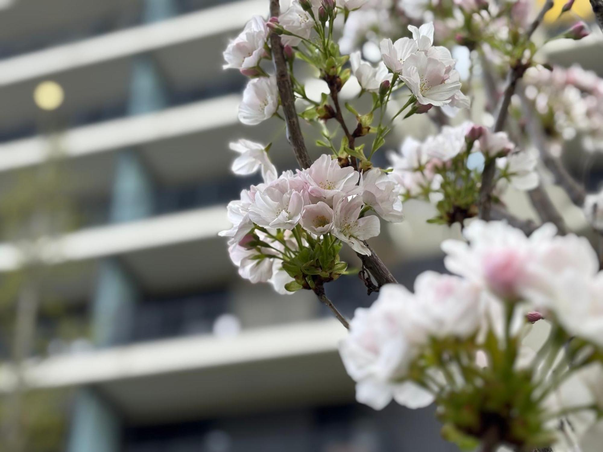 Japandi Studio Apartment, Free Parking — Photos 1